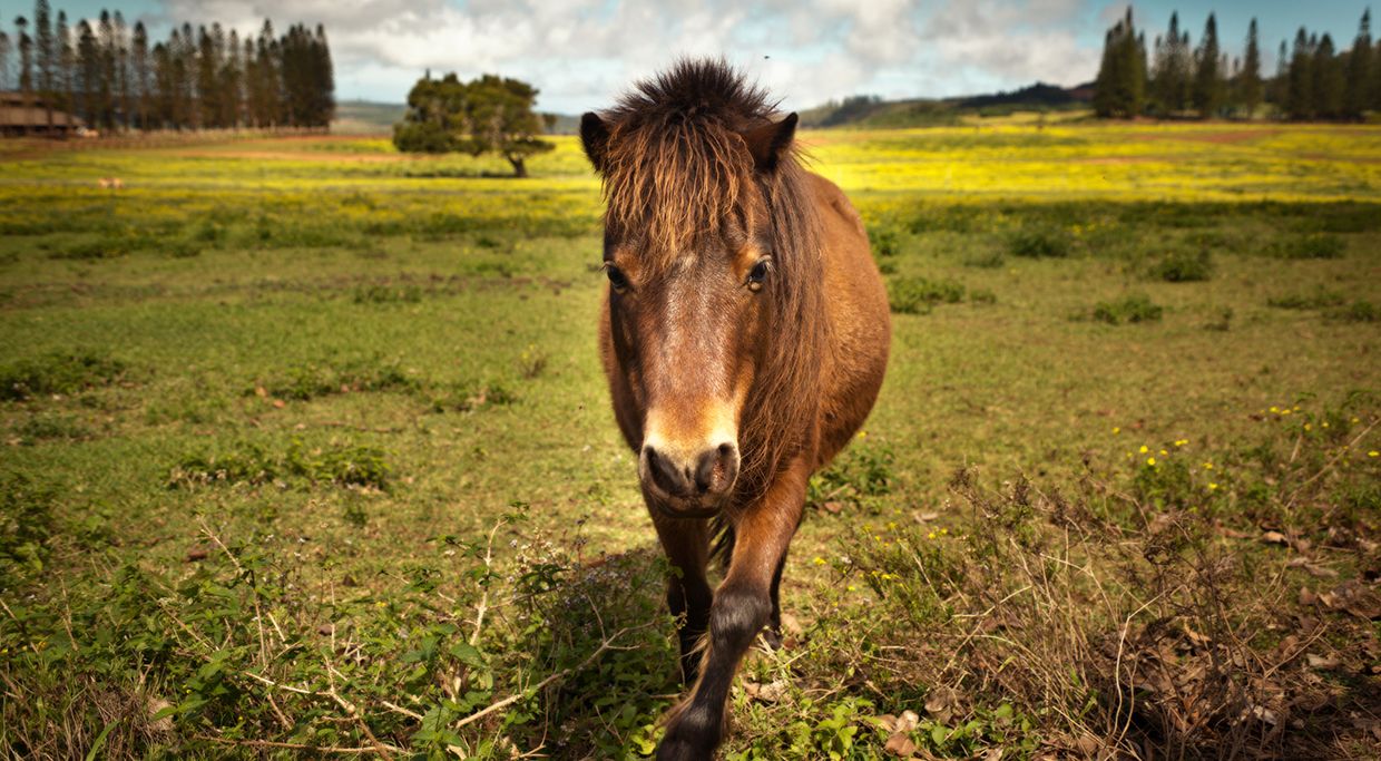 Horse on Lanai Island