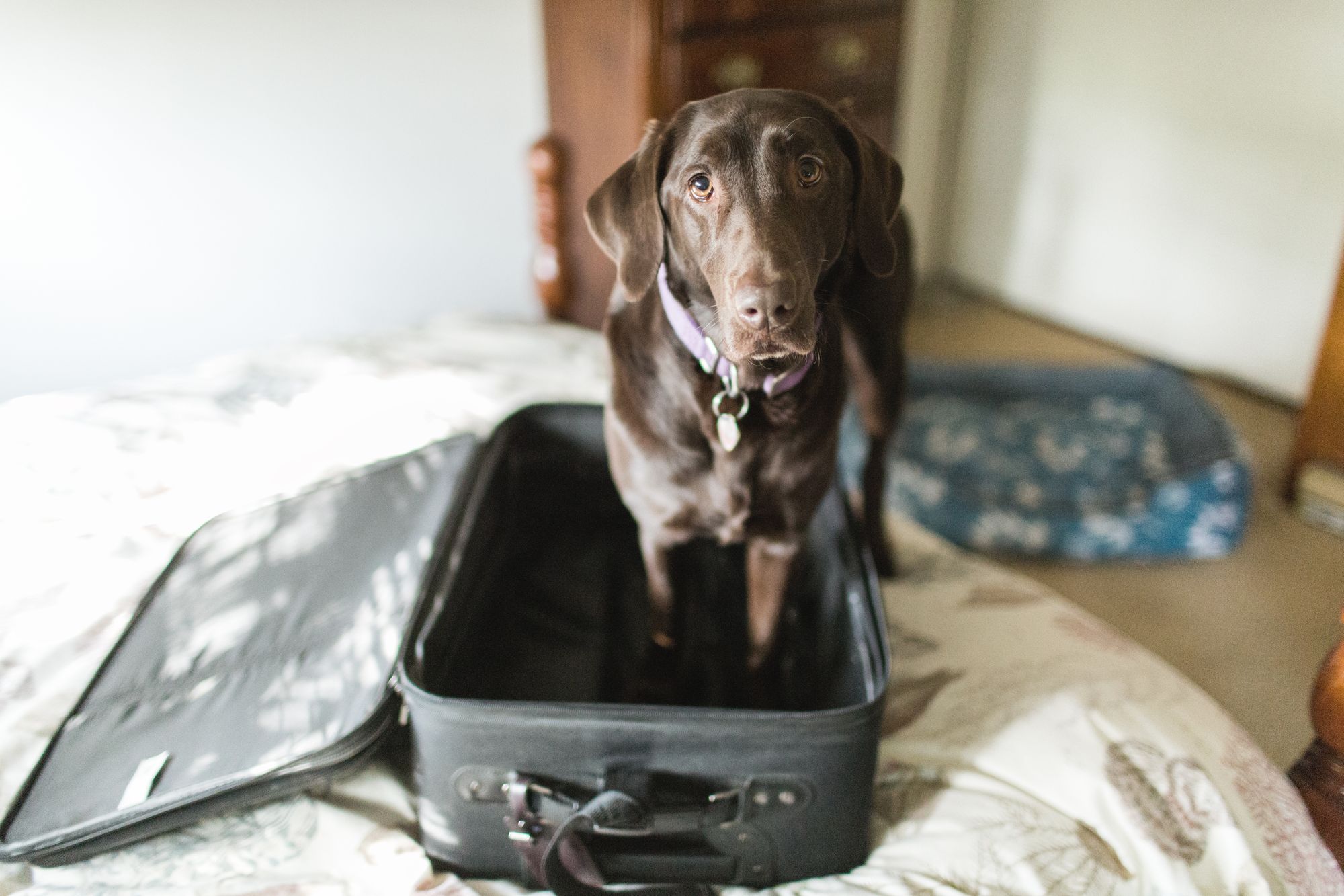 Tips for traveling with a service animal