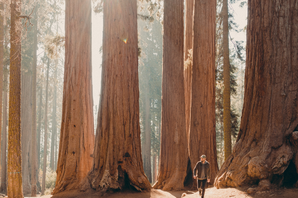 SequoiaNationalPark