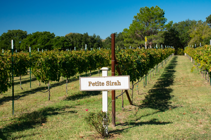 wine country in july in fredericksburg texas