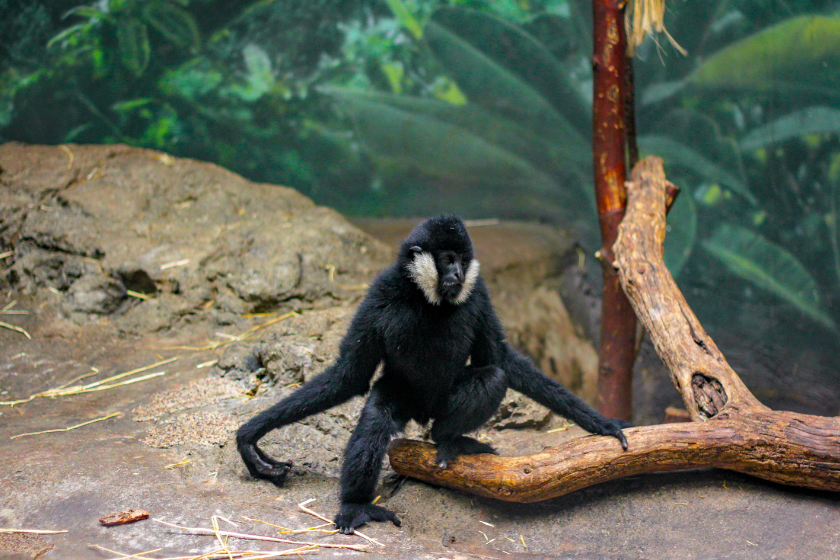 Free family activities at the Chicago Lincoln Park Zoo