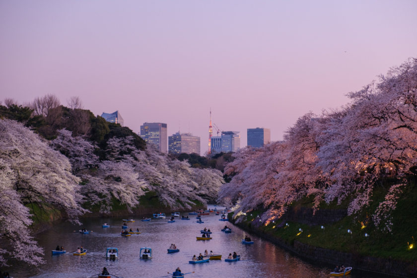 why visit japan cherry blossoms