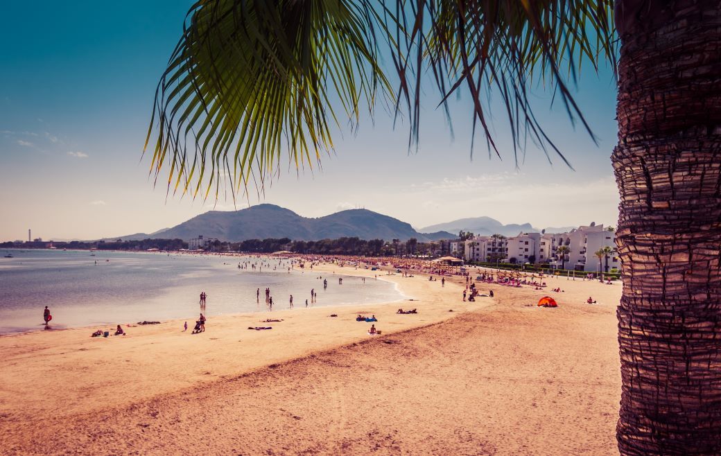 Golden sand with palm tree, mountains and people on beach. Port de Alcudia - best beach in Spain