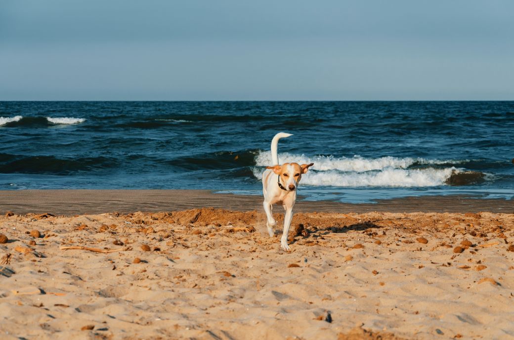 Dog on the golden sand at Valencia beach.