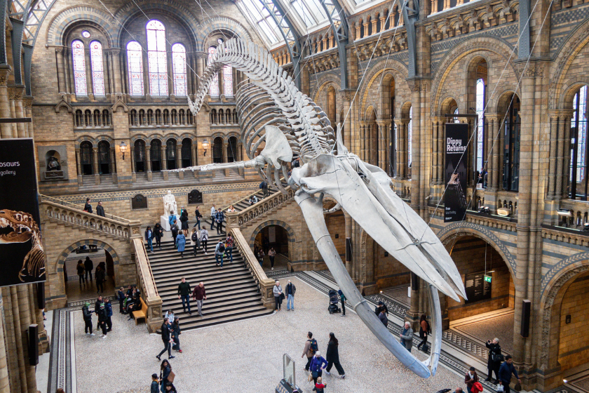 Dinosaur skeleton at The Natural History Museum - best things to do in London on a rainy day