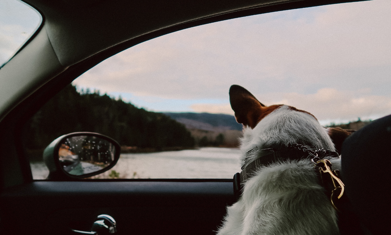 10 Pet Friendly Weekend Getaways