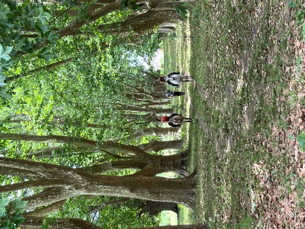 Cattle Ranch in Chascomús, 2 hour drive from Buenos Aires city