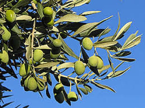 Nine & Calendauina kuća