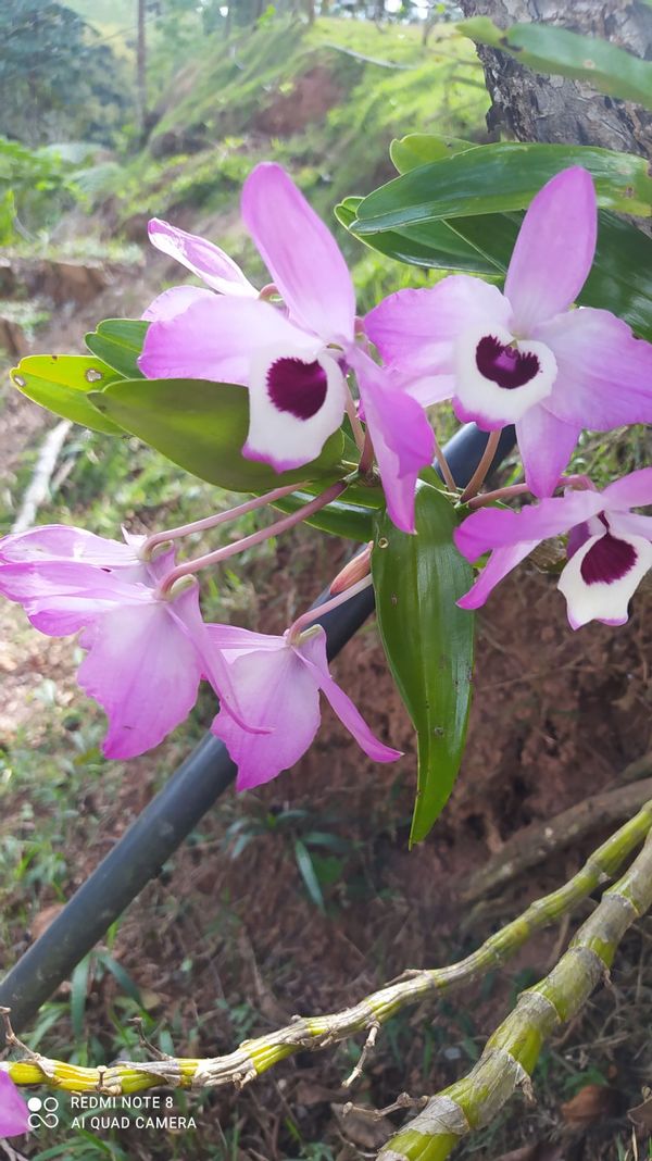 Brunela e Gabriels hus