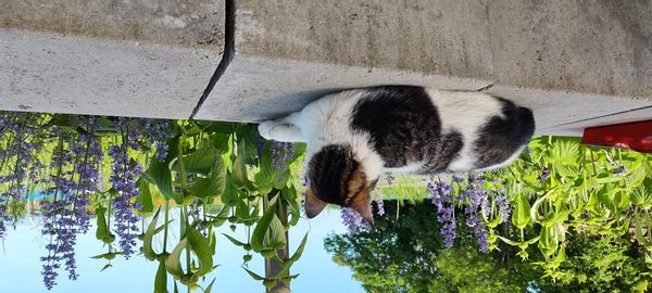 Olaf & Family's house