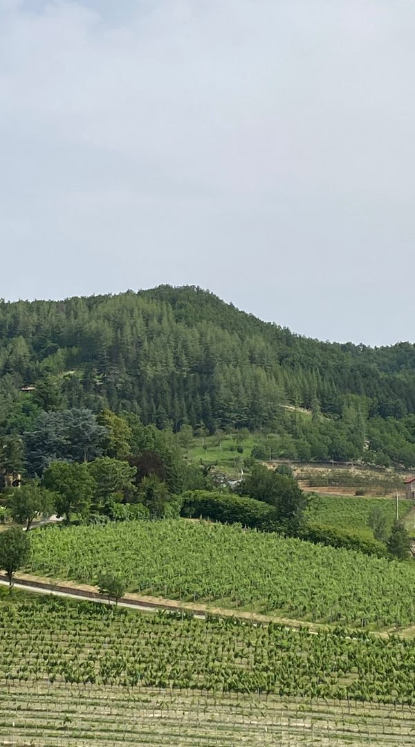 Daniela Maria's house