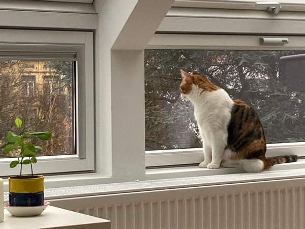 1 bedroom appartment in Brussels (Forest) with a lovely cat