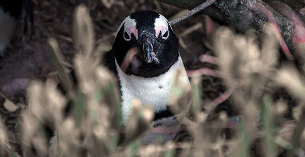 huis van Howard And Gail