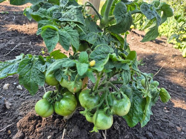 Lehel's house in Joseni, Harghita