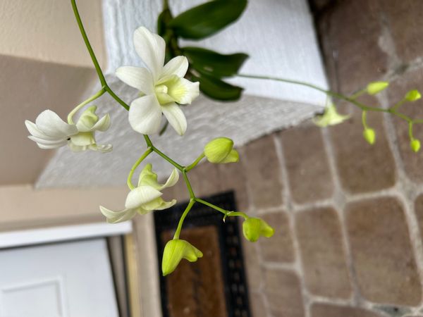 Casa Linda de Orlando