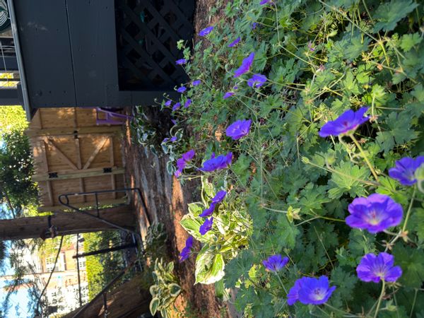 Martha's house Comfortable home in heart of Jamaica Plain, near transport and Boston tourist sites