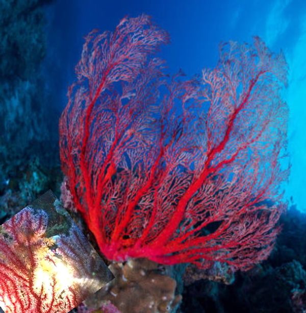 Antonella e Paolos hus