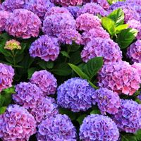 Jean et Christines hus