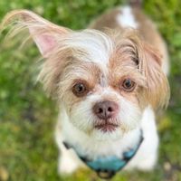 Dani and Antonioss hus