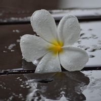 Virginie et Sebs hus