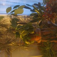 La maison des artistess hus